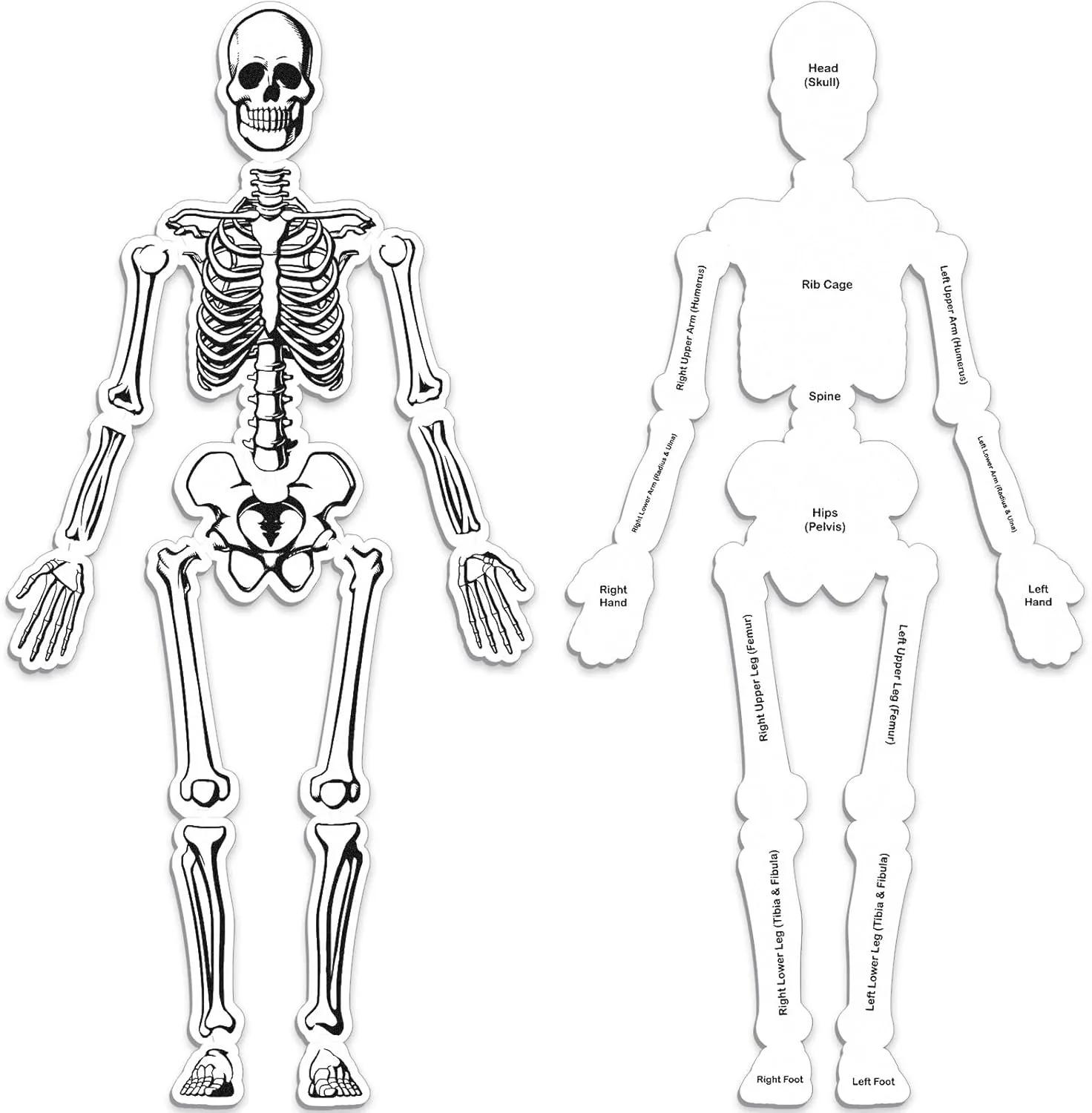 Skeleton Floor Puzzle Double Sided Human Body Puzzle 15 Pcs Human Anatomy Learning Toys Halloween Skeleton and Bones Anatomy Body Parts Model Educational Toy