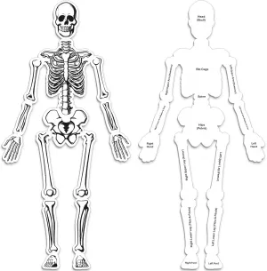 Skeleton Floor Puzzle Double Sided Human Body Puzzle 15 Pcs Human Anatomy Learning Toys Halloween Skeleton and Bones Anatomy Body Parts Model Educational Toy